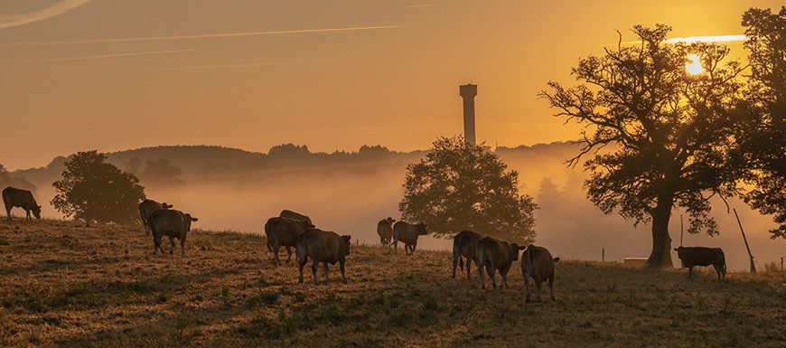 Cows in pasture